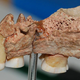 Illustration for article titled Jawbone fragment suggests humans settled Europe thousands of years earlier than we once thought